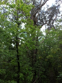 rco Cosentini-20110417 010